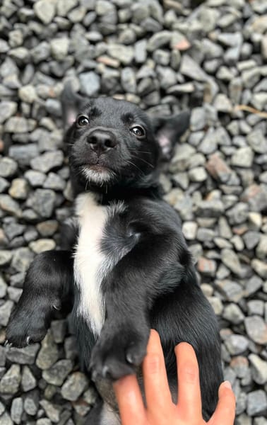Ayal, mâle croisé berger, né le 01/07/2025 🐶