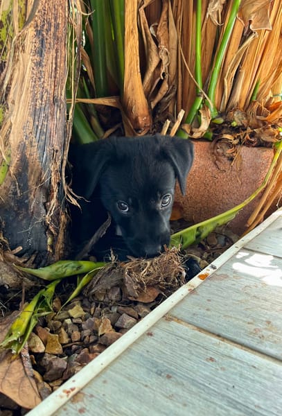 Ayal, mâle croisé berger, né le 01/07/2025 🐶