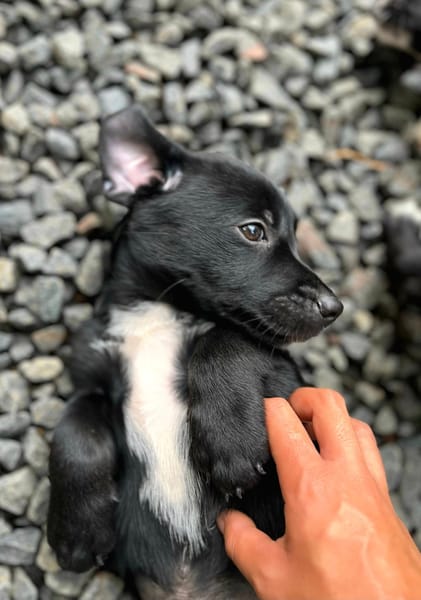Ayal, mâle croisé berger, né le 01/07/2025 🐶