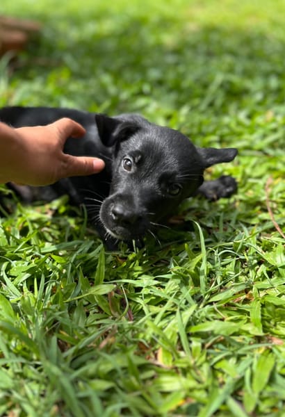 Ayal, mâle croisé berger, né le 01/07/2025 🐶