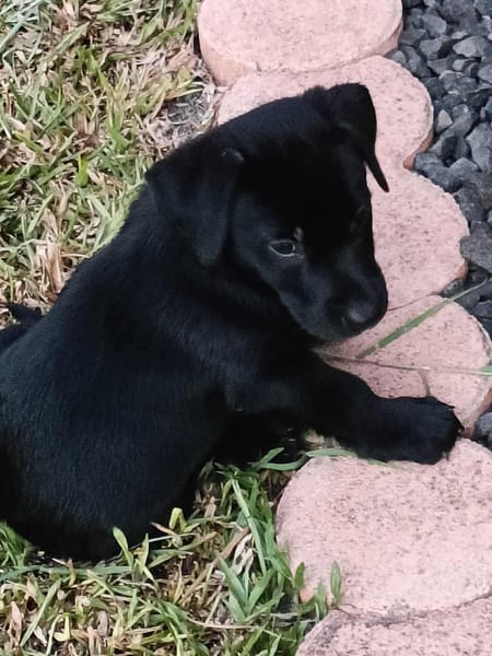 Ayal, mâle croisé berger, né le 01/07/2025 🐶