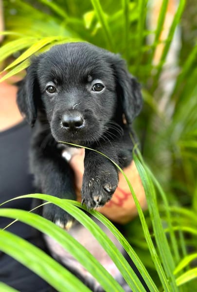 Alia, femelle croisée berger, née le 01/07/2025 🐶