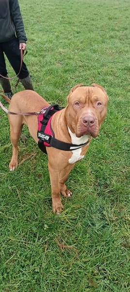 Tyson