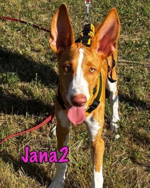 Jana2 - bezaubernde Ibicenco Welpin!