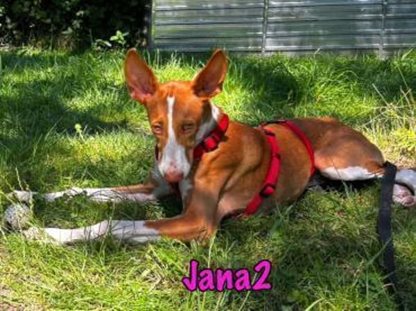 Jana2 - bezaubernde Ibicenco Welpin!