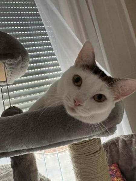 Kisa sucht neues Zuhause