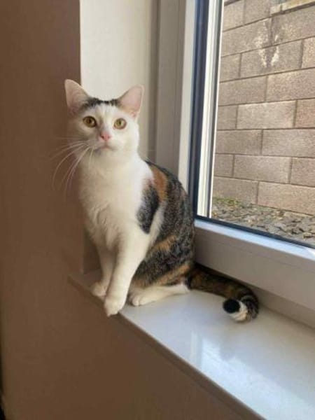 Kisa sucht neues Zuhause