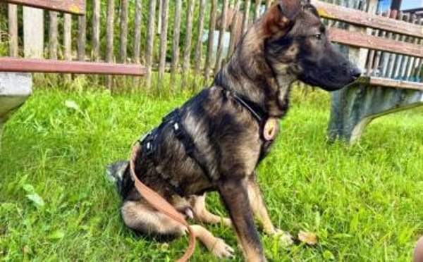 Schäfi-Mix Bonus sucht aktive Familie
