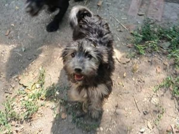 Meny sucht ein neues Zuhause