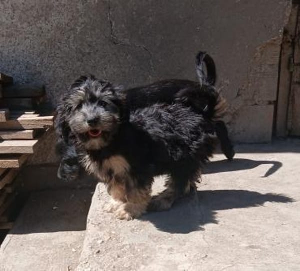 Meny sucht ein neues Zuhause