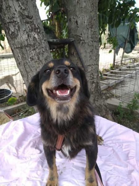 TASHI 🐾❤ 35-38cm, ruhig, liebenswert