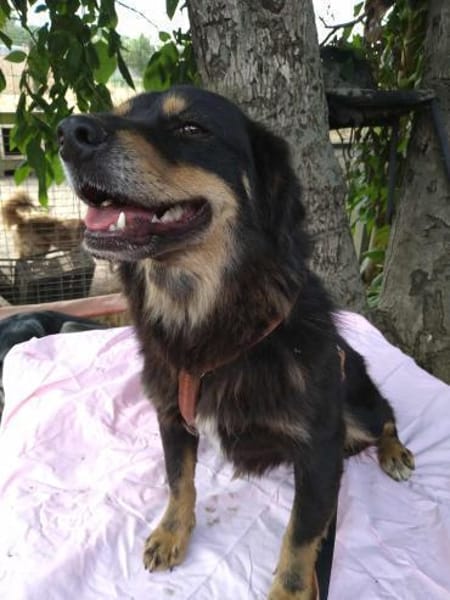 TASHI 🐾❤ 35-38cm, ruhig, liebenswert