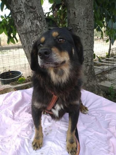 TASHI 🐾❤ 35-38cm, ruhig, liebenswert