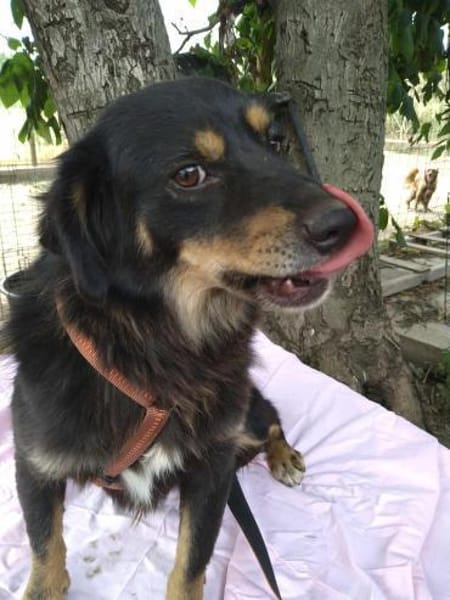 TASHI 🐾❤ 35-38cm, ruhig, liebenswert