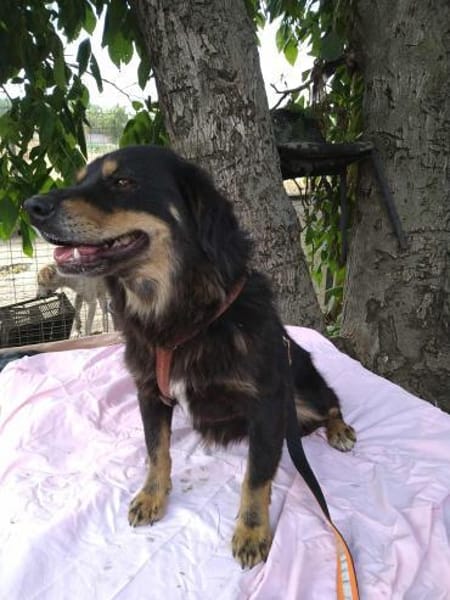TASHI 🐾❤ 35-38cm, ruhig, liebenswert