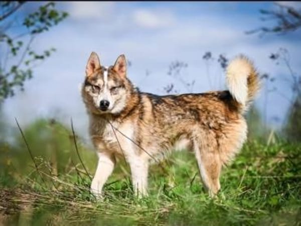 KAI - ein Bild von einem Hund