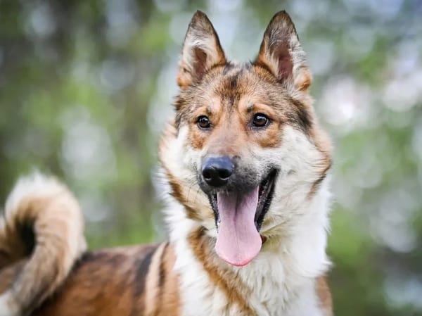 KAI - ein Bild von einem Hund