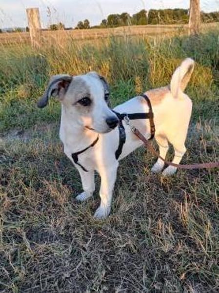 Nala sucht ihr Glück