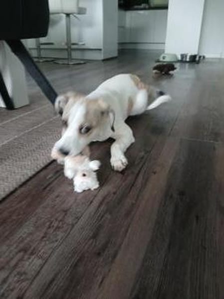 Nala sucht ihr Glück