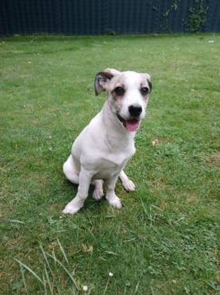 Nala sucht ihr Glück