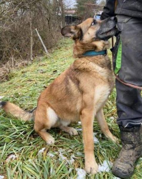 Herzenshund ASTON