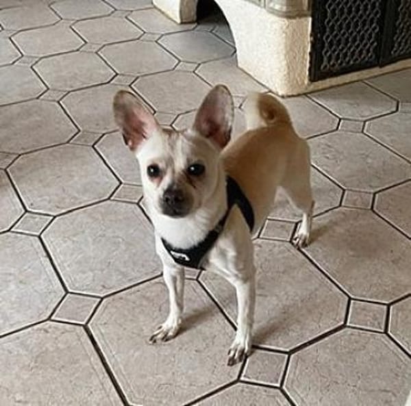 Hier kommt Daisy!