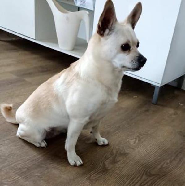 Hier kommt Daisy!