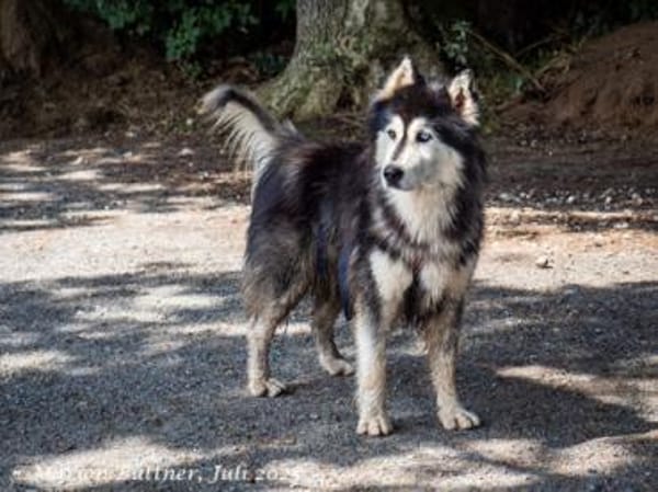 Aris menschenbezogener Huskybub