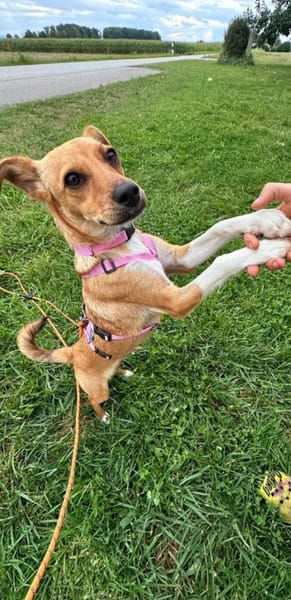 Joy - kleine Herzensdame