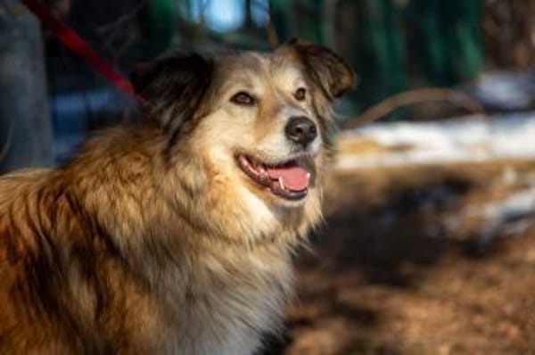 MAX - freundlich, loyal, wunderschön