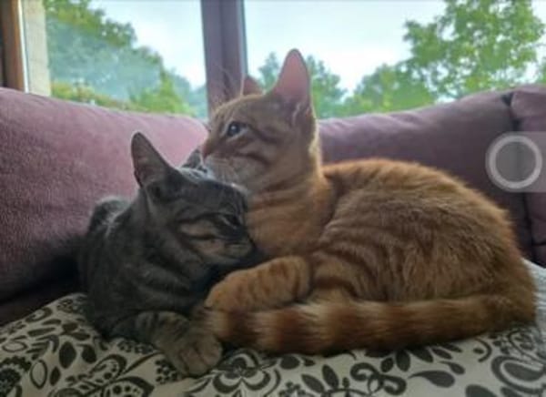 Chuck & Hank zwei liebevolle Kater