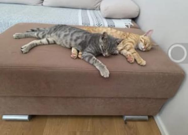 Chuck & Hank zwei liebevolle Kater