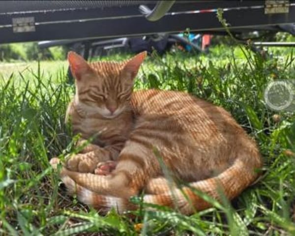 Chuck & Hank zwei liebevolle Kater