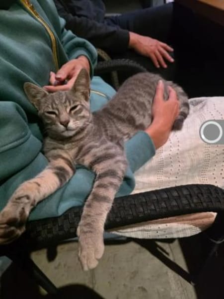 Chuck & Hank zwei liebevolle Kater