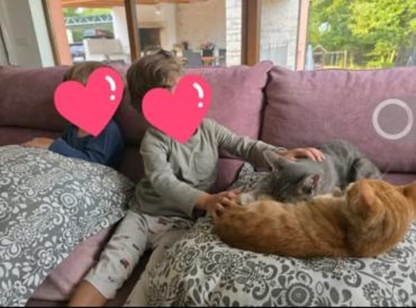 Chuck & Hank zwei liebevolle Kater