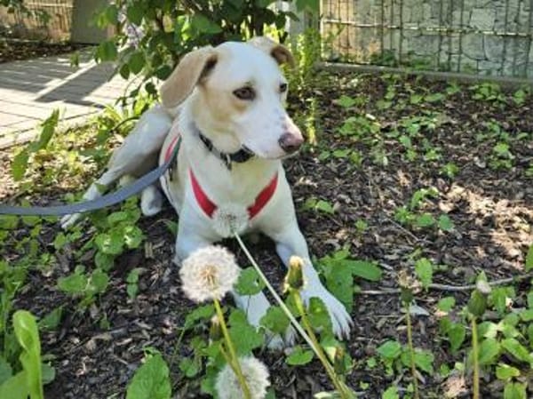 Bodhi wartet im Tierheim Sulzbach