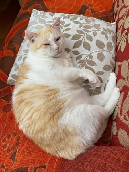 Ruhiger Schmusekater Fer