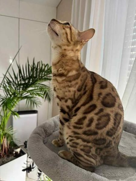 Taiga sucht neues Zuhause