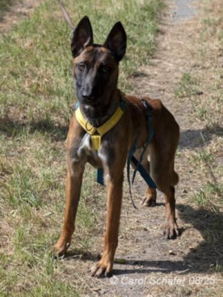 Stella ist sportlich und intelligent