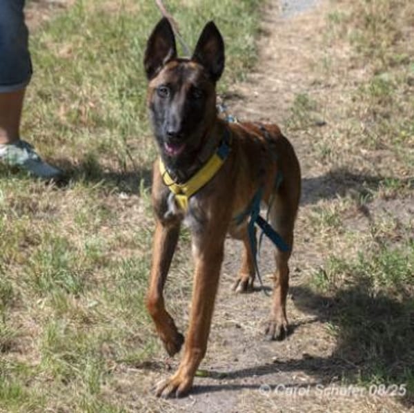 Stella ist sportlich und intelligent
