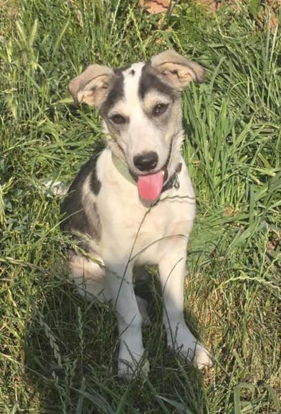 Benji - sanfter Junghund mittelgroß lieb