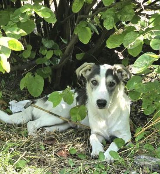 Benji - sanfter Junghund mittelgroß lieb