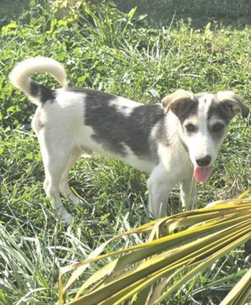 Benji - sanfter Junghund mittelgroß lieb