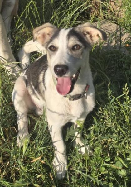 Benji - sanfter Junghund mittelgroß lieb