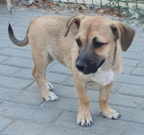 Ricco kleiner Schatz sucht ein Zuhause