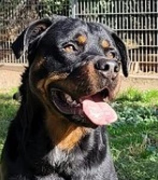 Ares