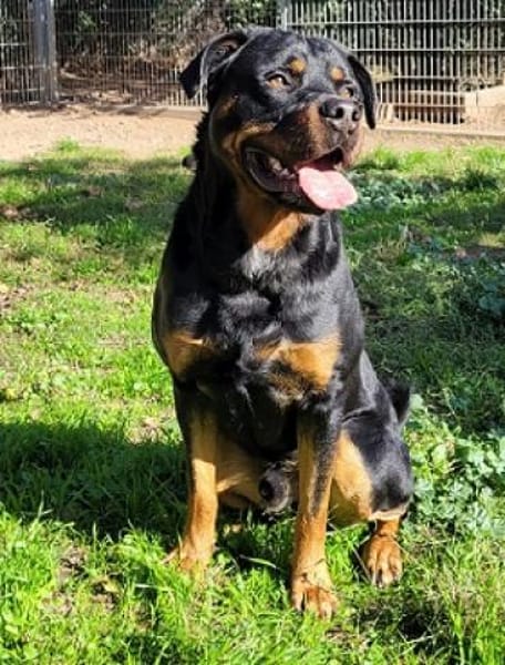 Ares