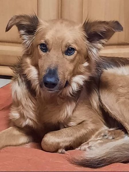 Traumhund sucht tolles Zuhause!