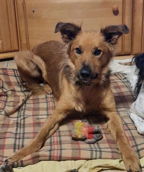 Traumhund sucht tolles Zuhause!
