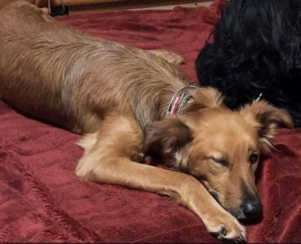 Traumhund sucht tolles Zuhause!